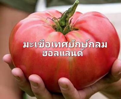 เมล็ดพันธุ์มะเขือเทศยักษ์กลมฮอลแลนด์ออแกนิค F1 Tomato Organic Seeds มะเขือเทศ  แบ่งขาย บรรจุ 10 เมล็ด