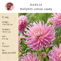 หัวรักเร่/ดาห์เลีย(Dahlia) พันธุ์ Hollyhill cotton candy ตางอกพร้อมปลูก