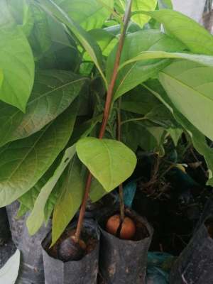 ต้นอะโวคาโด ปลูกง่าย เหมือนต้นมะม่วง ต้นฝรั่ง ต้นผลไม้  พืชเศรษฐกิจไทย ส่งเป็นต้น