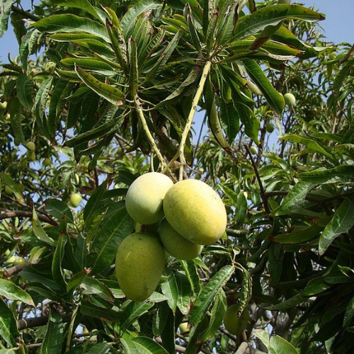 ต้นกล้ามะม่วงไข่โบราณ-ทาบกิ่งสูง-60-80ซม-ให้ผลสวยและอร่อย
