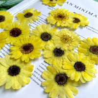 3-5cm/12pcsnatural sunflower petals embossing tiny flowers material glue dropping dry flower mobile phone case plant specimen