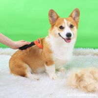 [COD] corgi dog comb brush hair to floating Shiba supplies