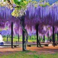 10 เมล็ดพันธุ์ เมล็ด วิสทีเรีย หมายถึง ความมีอายุยืนยาว (Wisteria) Seeds อัตราการงอก 80-85%