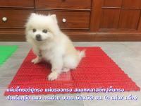 แผ่นจิ๊กซอว์ปูกรง แผ่นรองกรง Pets Jixsaw Pad สแลทพลาสติกปูพื้นกรง สำหรับสุนัข แมว กระต่าย ขนาด 60x60 ซม. (4 แผ่น/ เเพ็ค) สีแดง