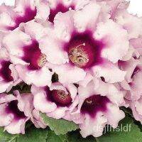 25 เมล็ดพันธุ์ Home Plant เมล็ด กุหลาบนางฟ้า Gloxinia seed อัตราการงอก 80-85%