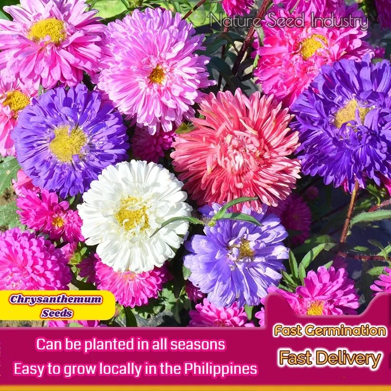 Fast Delivery] Mixed Color Chrysanthemum Flower Seeds Bonsai Flowering  Plants Seeds Indoor Plants Outdoor Real Air Plants Mayana Varieties Potted  Live Plants for Sale Gardening Decor (200 pcs Seeds for Planting Flowers,