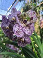 vanda กล้วยไม้แวนด้า ม่วง ลูกผสม  ช่อใหญ่ สวย ดอกใหญ่ จัดส่งต้นที่ติดดอกแล้ว