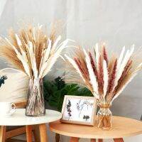 [AYIQ Flower Shop] 30ชิ้น Pampas หญ้าหางกระต่ายดอกไม้แห้งของตกแต่งงานแต่งงานดอกแร็กกินธรรมชาติสำหรับตกแต่งบ้าน