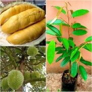 CÂY GIỐNG SẦU RIÊNG RI6, NGỌT ĐẬM, BÉO NGẬY, KHÔNG HẠT