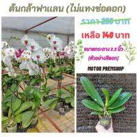 ฟาแลนนอปซิส สีขาวปากเเดง (ไม่เเทงช่อ) ไซส์กลาง กระถาง 2.5 นิ้ว Phalaenopsis