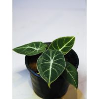 ( โปรโมชั่น+++ )++ อโลคาเซีย แบล็ค เวลเวท (Alocasia black velvet) สายดาร์ค เท่ๆ ราคาดี ต้นไม้ ฟอก อากาศ กระถาง ต้นไม้ ไม้ ประดับ ต้นไม้ ปลูก ใน บ้าน