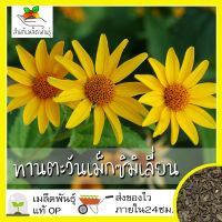 เมล็ดพันธุ์ ทานตะวันเม็กซิมิเลี่ยน (ทานตะวันดอกดก) 100 เมล็ด Maximilian Sunflower เมล็ดพันธุ์แท้ นำเข้าจากต่างประเทศ