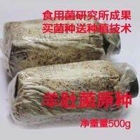 [COD] morel strains indoor balcony courtyard outdoor can be planted mushroom package edible