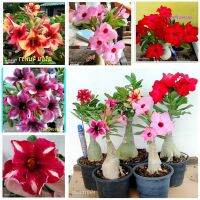 12 เมล็ด เมล็ดพันธุ์ ชวนชม สายพันธุ์ฮอลแลนด์ คละสี Adenium Seed กุหลาบทะเลทราย Desert Rose ราชินีบอนไซ อัตรางอก 80-90%