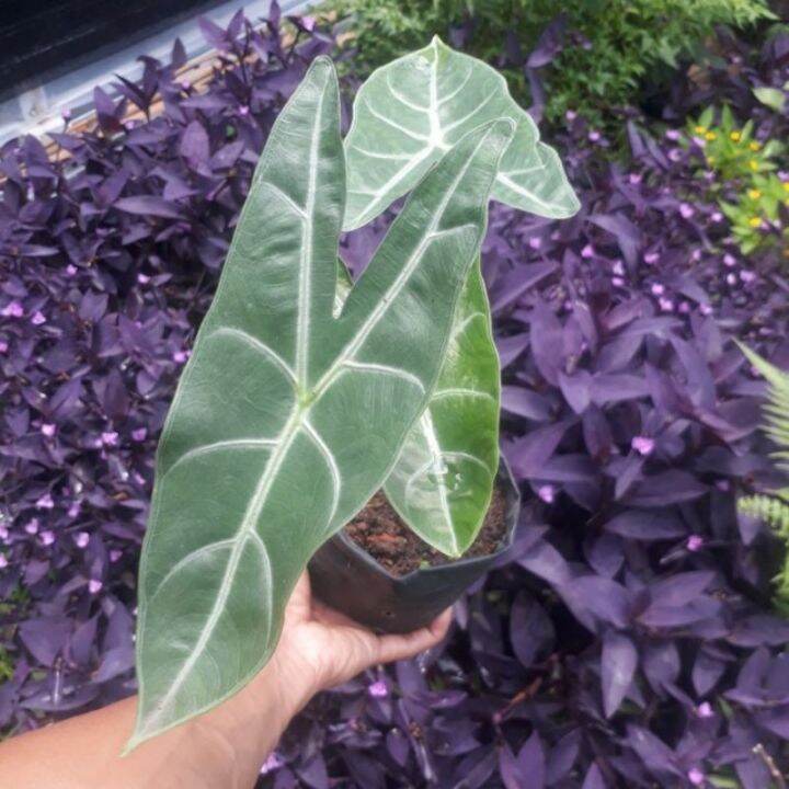 Malaysia Stock (LIVE PLANT) Alocasia Denudata / Tiger Taro /Alocasia ...