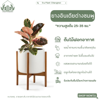 ยางอินเดียด่าง(ด่างชมพู)Rubber Plant ราคายังไม่รวมกระถาง ต้นไม้ฟอกอากาศ ปลูกในบ้าน/ร้านอาหาร/ร้านกาแฟ ***ต้นไม้มีประกันการขนส่ง***