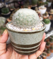 แมมขนนกขาว ดอกสีขาว ในกระถางเซรามิคญี่ปุ่น Mammillaria pulmos v.globosa ส่งพร้อมกระถางเซรามิคญี่ปุ่น แรร์ไอเท็ม