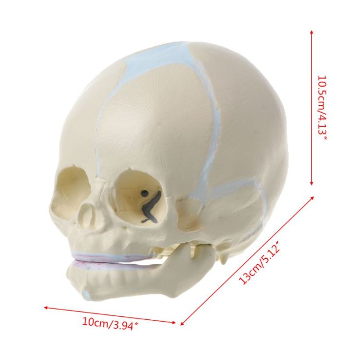 1-1มนุษย์ทารกในครรภ์เด็กทารกทางการแพทย์กะโหลกกายวิภาคโครงกระดูกรุ่นอุปกรณ์การเรียนการสอนสำหรับวิทยาศาสตร์ทางการแพทย์