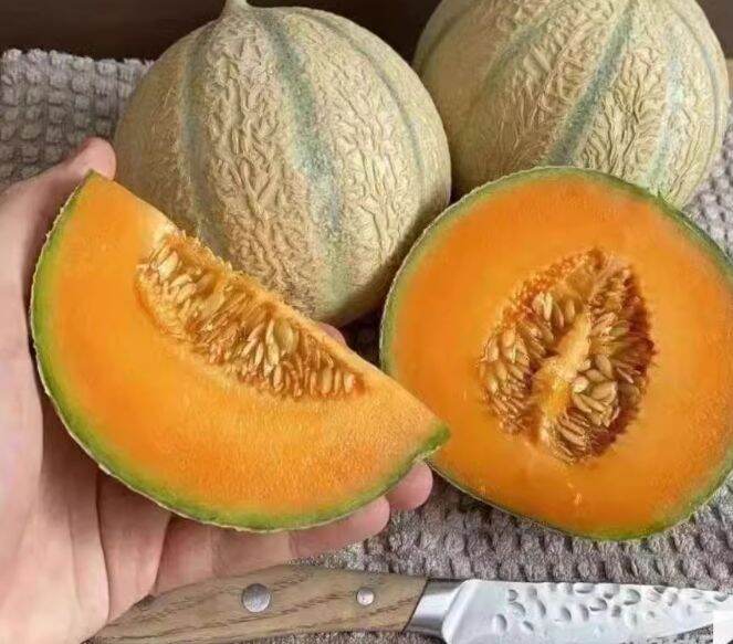 Melon seeds imported highyield fruit seeds balcony potted four seasons