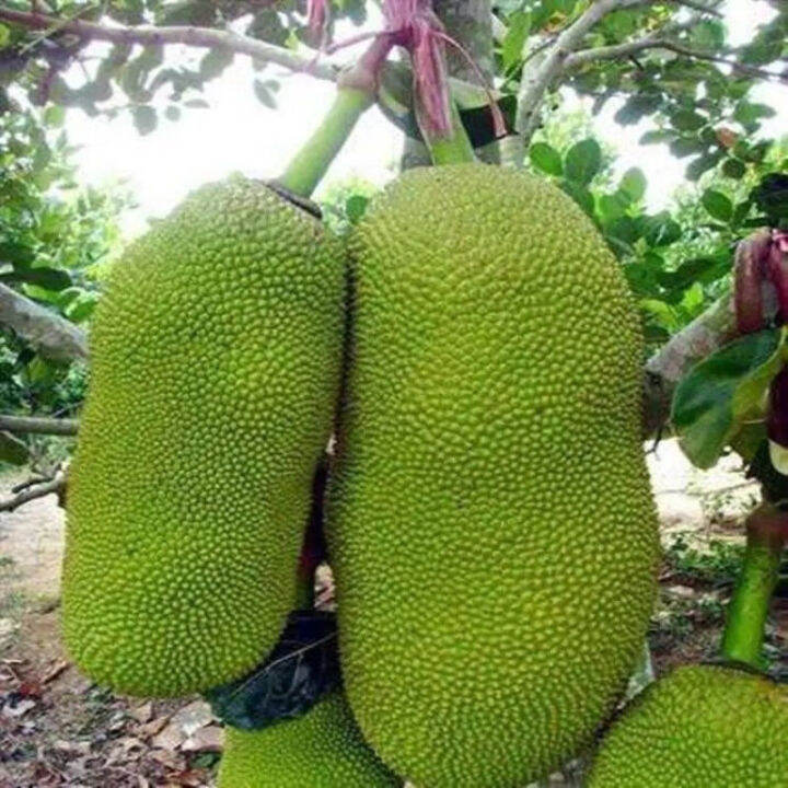 Seeds Pineapple Seedlings Hainan Four Seasons Tree Jackfruit Seedlings Grafted Seedlings Lazada PH