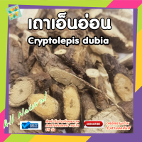 เถาเอ็นอ่อน ตีเป็ดเครือ สมุนไพรแผนโบราณ สมุรไพรเข้าตำหรับ สมุรไพรดอง  Cryptolepis dubia สดใหม่ สะอาด