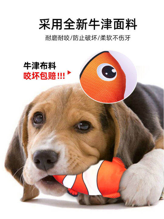 Toys sound better than bears, Koji puppies, Teddy small dogs, biting