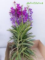 กล้วยไม้ม็อคคาร่าติดดอก 5 ต้น คาลิปโซ่ และใจรักบลู (5 Flowering Mokara Light and Dark Purple Orchid Plants)