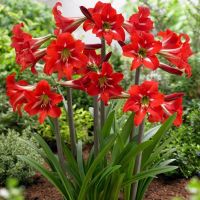 2หัว/ชุด ว่านสี่ทิศ ว่านมงคล amaryllis ดอกสีแดง พันธุ์พื้นเมือง ทนแดดทนฝน เป็นพันธุ์ที่ให้ดอกสวยงาม ช่อดอกสูง  หัวใหญ่ 20-24 ซม