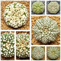 แอสโตร วี ไทป์ Astrophytum V-type ราคาเริ่มต้น 150 บาท