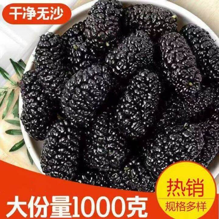 New arrival Xinjiang Turpan wild mulberries dried clean and sandfree