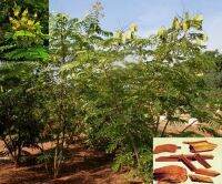 50 เมล็ด เมล็ดพันธุ์ ฝางแดง หรือ ฝางเสน หรือ ฝางส้ม Caesalpinia sappan L