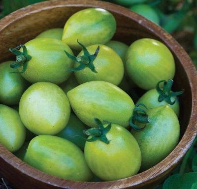 50 เมล็ดพันธุ์ มะเขือเทศ ผลสีเขียว Green Tomato Seeds มีคู่มือพร้อมปลูก อัตรางอก 80-85%