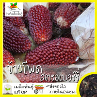 เมล็ดพันธุ์ ข้าวโพดสตรอเบอรี่ ป็อปคอร์น 30 เมล็ด Strawberry Corn Seed เมล็ดพันธุ์แท้100% นำเข้าจากต่างประเทศ ปลูกผัก สวนครัว ราคาถูก