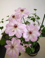 น้ำหอม Clematis 100ชิ้นธูปหอมดอกไม้มีกลิ่นหอมอโรม่าเทอราพี่เครื่องหอม