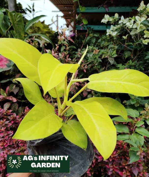 Philodendron Golden Orlando Plant with FREE plastic pot ( Indoor Plant, Real Plant, Plants for