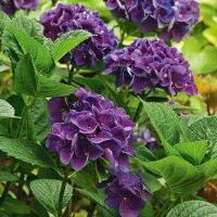 20 เมล็ด เมล็ดไฮเดรนเจีย Hydrangea Seed สีม่วง ไฮเดรนเยียสายพันธุ์ฝรั่งเศส ของแท้ 100% อัตราการงอก 70-80% มีคู่มือปลูก