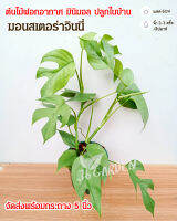 มอนสเตอร่า จินนี่ มอนสเตอร่าจินนี่ monstera ginny ต้นไม้ฟอกอากาศ ต้นไม้สวยๆ ต้นไม้มงคล ไม้ประดับ จัดส่งพร้อมกระถาง