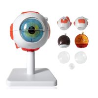 JYYP-Medical Education 3times Enlarged Human Eye Anatomical Model Eyeball Anatomical Model