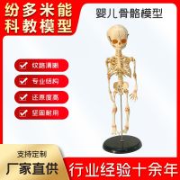 Lightweight single head baby bone model small children skeleton model shows the vertical convenient spot teaching model