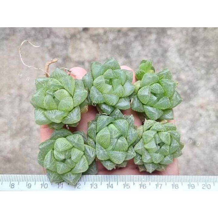 promotion-ฮาโวเทีย-haworthia-obtusa-hybridhikaru-สวยๆ-ส่งแบบล้างราก-สุดคุ้มม-ต้นไม้-ฟอก-อากาศ-กระถาง-ต้นไม้-ไม้-ประดับ-ต้นไม้-ปลูก-ใน-บ้าน