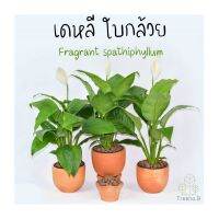 Promotion T458 เดหลี ใบกล้วย (Fragrant spathiphyllum) กระถาง 6 นิ้ว สูง 50-60 ซม. ไม้ประดับ ดอกสวยสีขาว ใบเขียว ช่วยฟอกอากาศ ปลูกในห้องนอนได้ พร้อมส่ง พรรณ ไม้ น้ำ พรรณ ไม้ ทุก ชนิด พรรณ ไม้ น้ำ สวยงาม พรรณ ไม้ มงคล