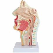Mannequin Model Nasal Anatomy Anatomical Human Head Throat Nose Teaching
