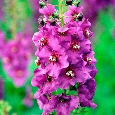 เมล็ดพันธุ์ มัลเลน Verbascum phoeniceum temptress 300 เมล็ด เมล็ดพันธุ์นำเข้าจาก ยุโรป