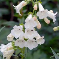 เมล็ดพันธุ์ เพนสตีมอน penstemon gentianoides beardtongue 200 เมล็ด เมล็ดพันธุ์นำเข้าจาก อังกฤษ