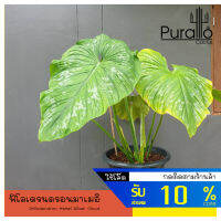 ต้นฟิโลเดนดรอนมาเมอิ Philodendron Mamei Silver Cloud  ไม้ด่าง Variegated Silver Cloud Philodendron