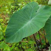 Colocasia  Esculenta Black Stem  (ใบกำมะหยี่) ก้านดำ ใบเขียวมรกต เป็นบอนขนาดใหญ่ ใบกว้าง สูงได้ถึง 2-3 เมตร ฟอร์มสวย ชอบดินแฉะๆ ขยายพันธุ์ได้รวดเร็ว