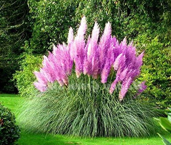 100-เมล็ดหญ้า-หญ้าภูเขา-หญ้าแพมพัส-pampas-grass-แปมปัส-นำเข้าจาก-usa-อัตราการงอกของเมล็ด-80-85