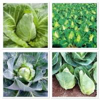 เมล็ดพันธุ์ กะหล่ำปลี เออรี่เจอซี่เวคฟิลด์ (Early Jersey Wakefield Cabbage Seed) บรรจุ 300 เมล็ด กะหล่ำปลี ห่อหัวทรงลูกรักบี้ ปลูกง่าย ห่อหัวไว รสชาติดี  ขนาดหัว 1-1.5 กิโลกรัม