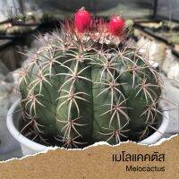 ( PRO+++ ) โปรแน่น.. เมโล (Melocactus) ต้นใหญ่ *จัดส่งถอดกระถาง ราคาสุดคุ้ม พรรณ ไม้ น้ำ พรรณ ไม้ ทุก ชนิด พรรณ ไม้ น้ำ สวยงาม พรรณ ไม้ มงคล