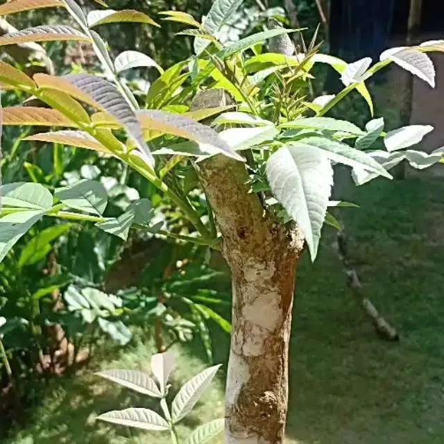 Bentuk pohon daun sungkai